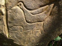 Define İşaretleri Türleri ve Anlamları