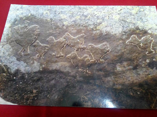 Civcili Tavuklar İşareti ve Anlamı