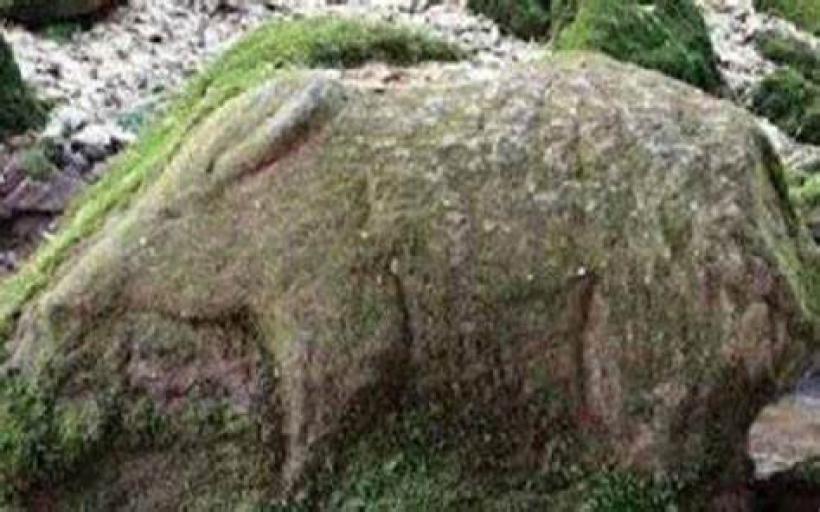 Define İşaretinde Domuz Kafası