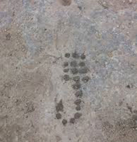 Yengeç İşareti ve Anlamı